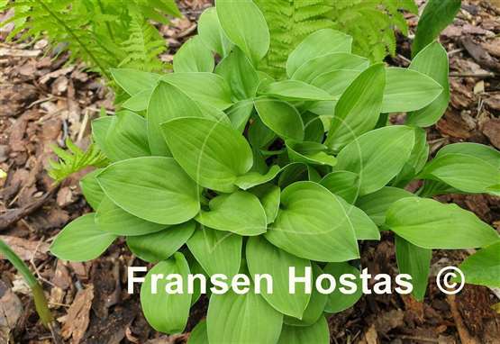 Hosta Emerald Mine